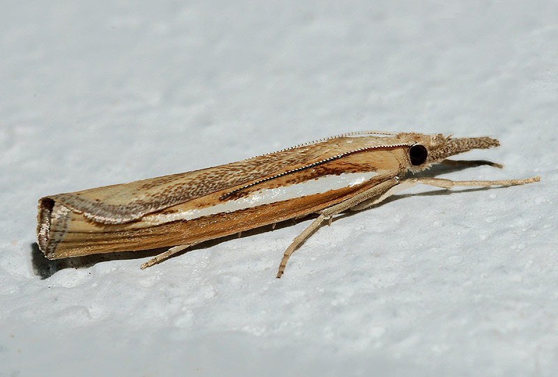 Agriphila tristella?